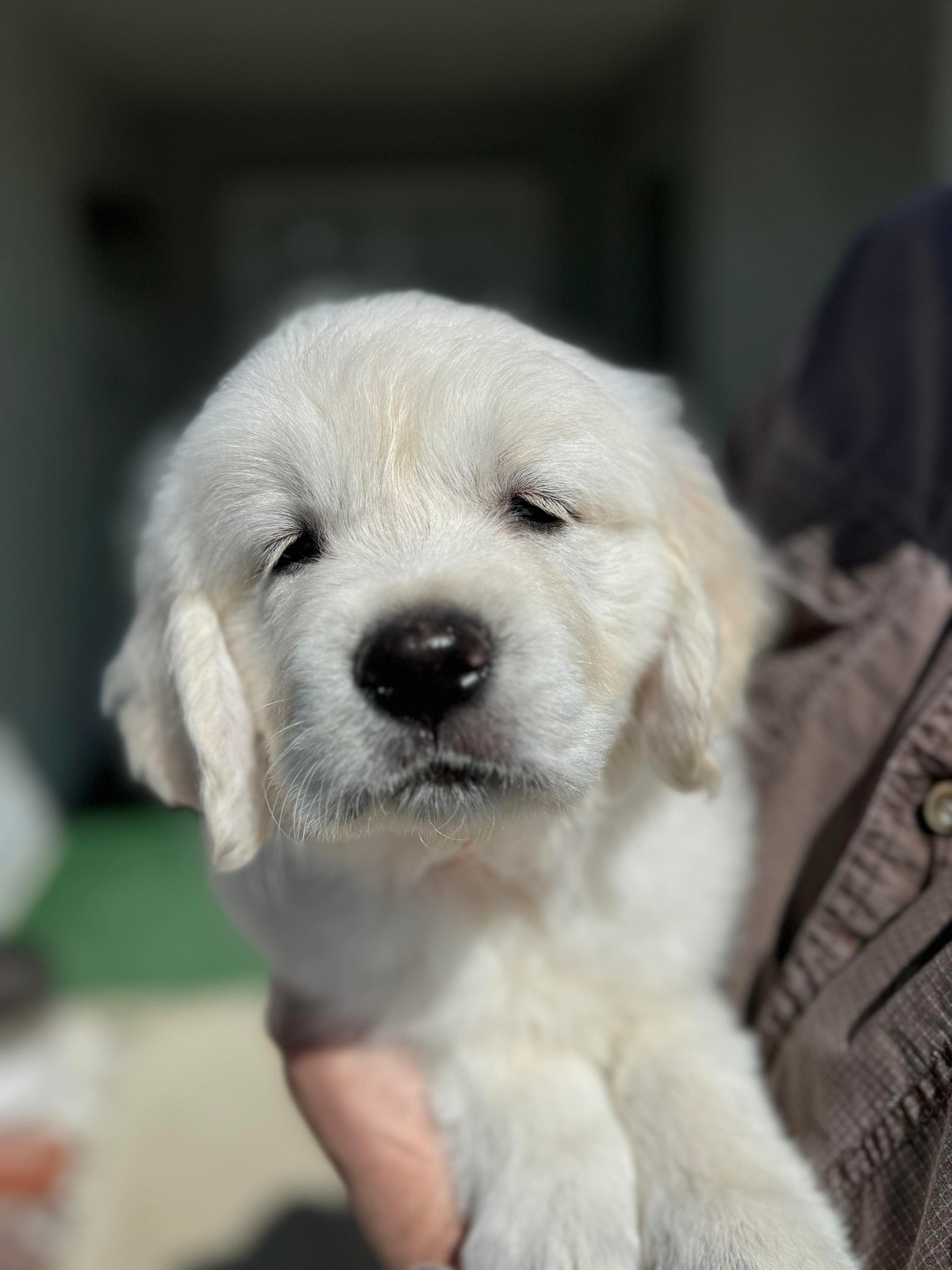 AAA Therapy Dogs Store
