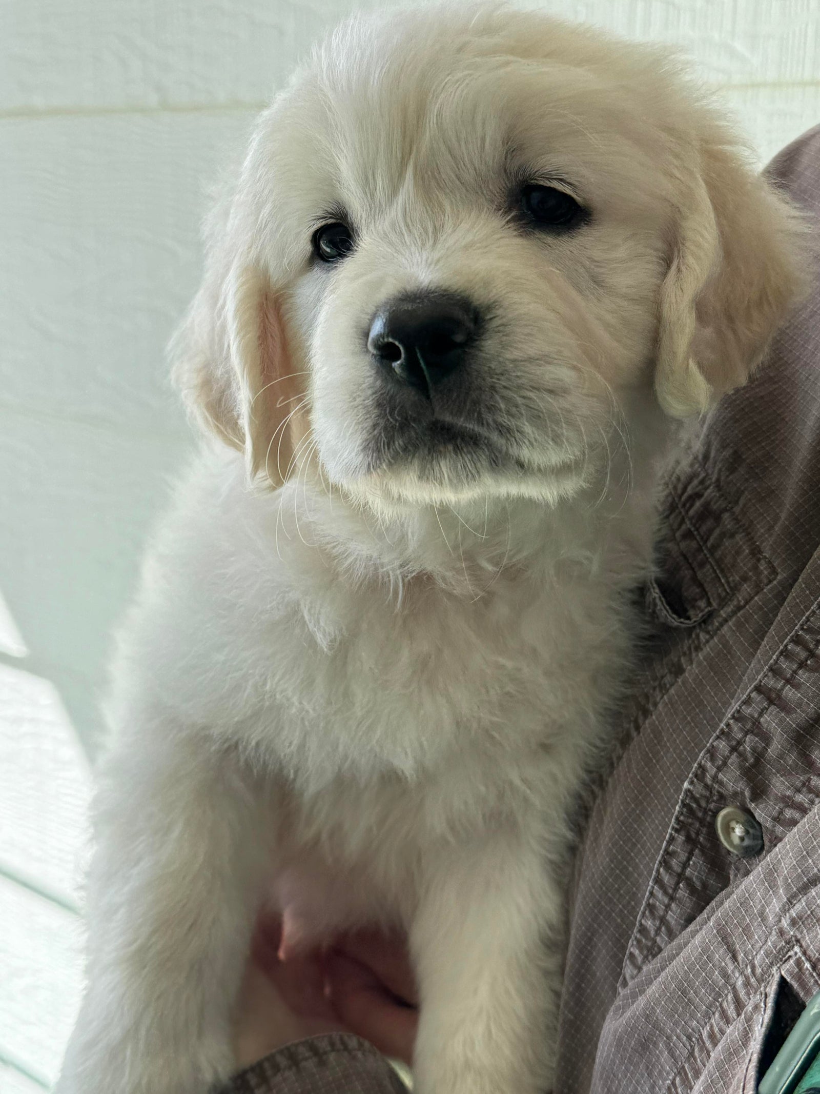 AAA Therapy Dogs Store
