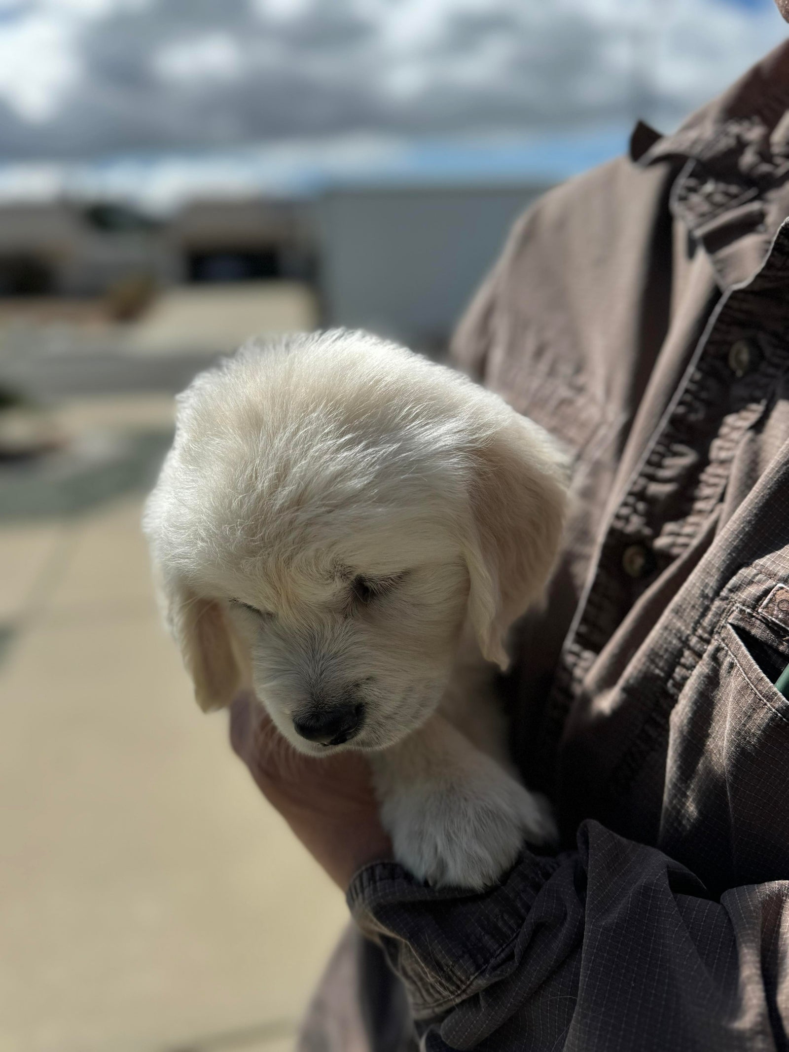 AAA Therapy Dogs Store
