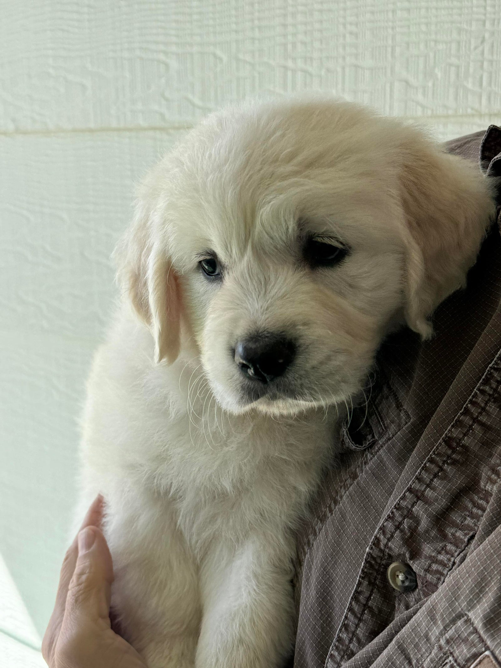 AAA Therapy Dogs Store
