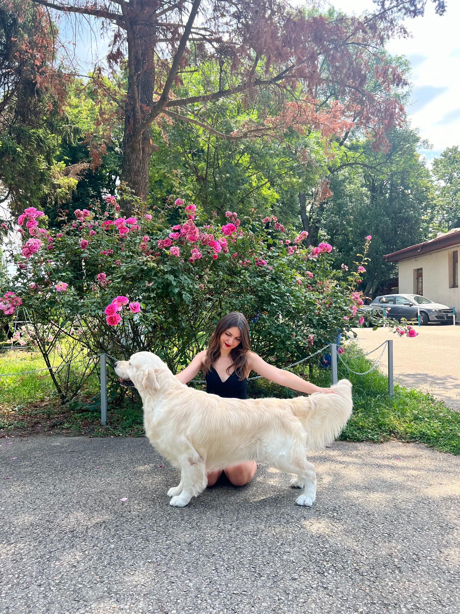 FAQ English Cream Golden Retrievers
