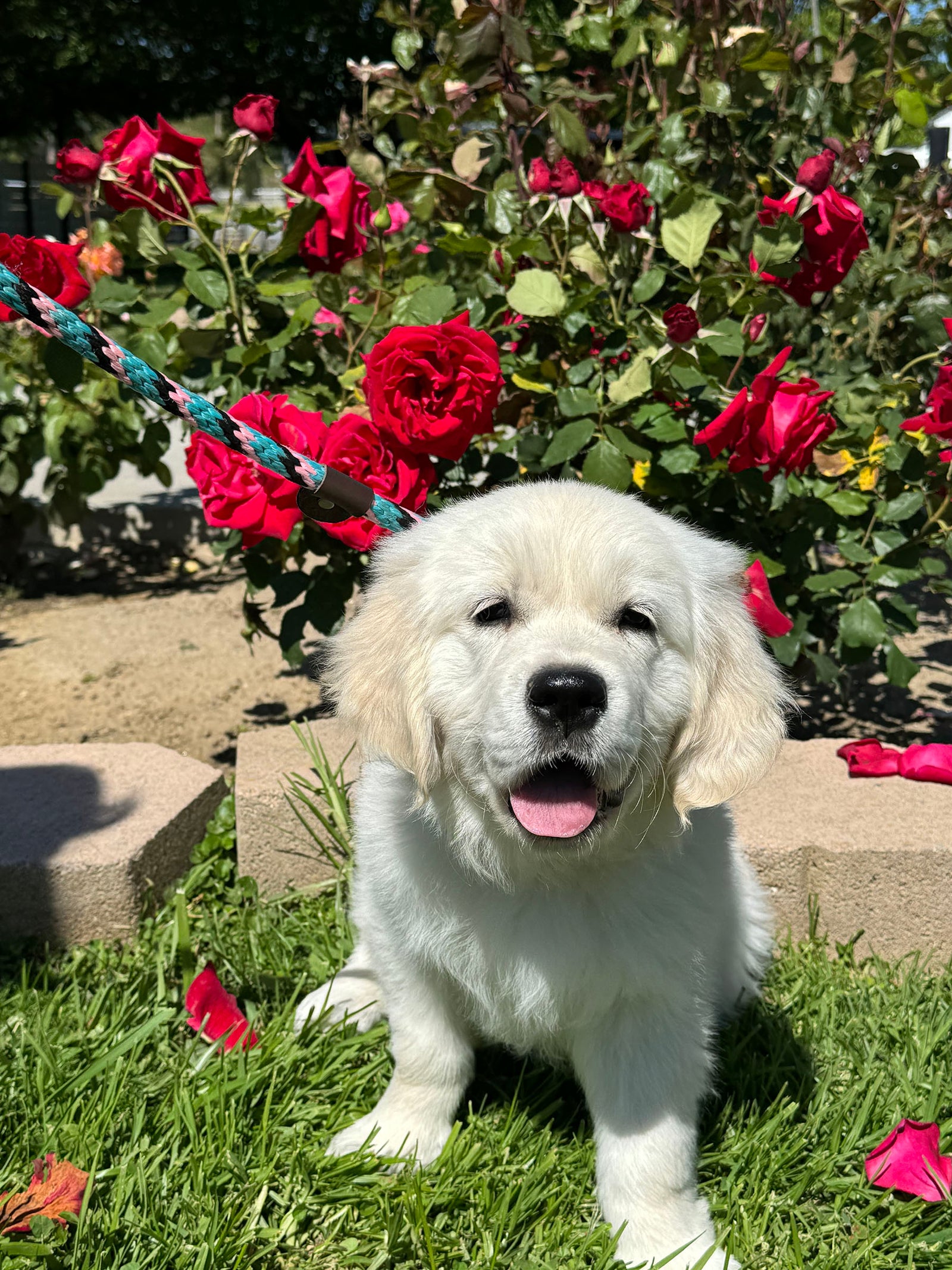 AAA Therapy Dogs Store
