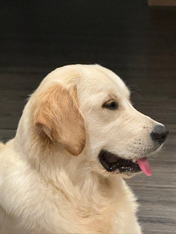 Image for AAA Goldens Girls