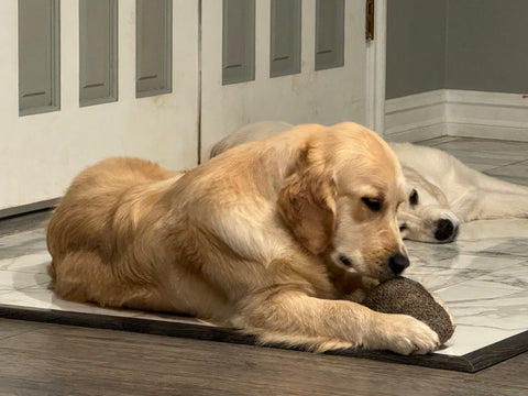 Image for AAA Goldens Girls