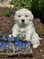 AAA Therapy Dogs Puppy Deposit

