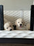 Puppies
