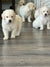 Puppies
