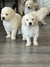 Puppies

