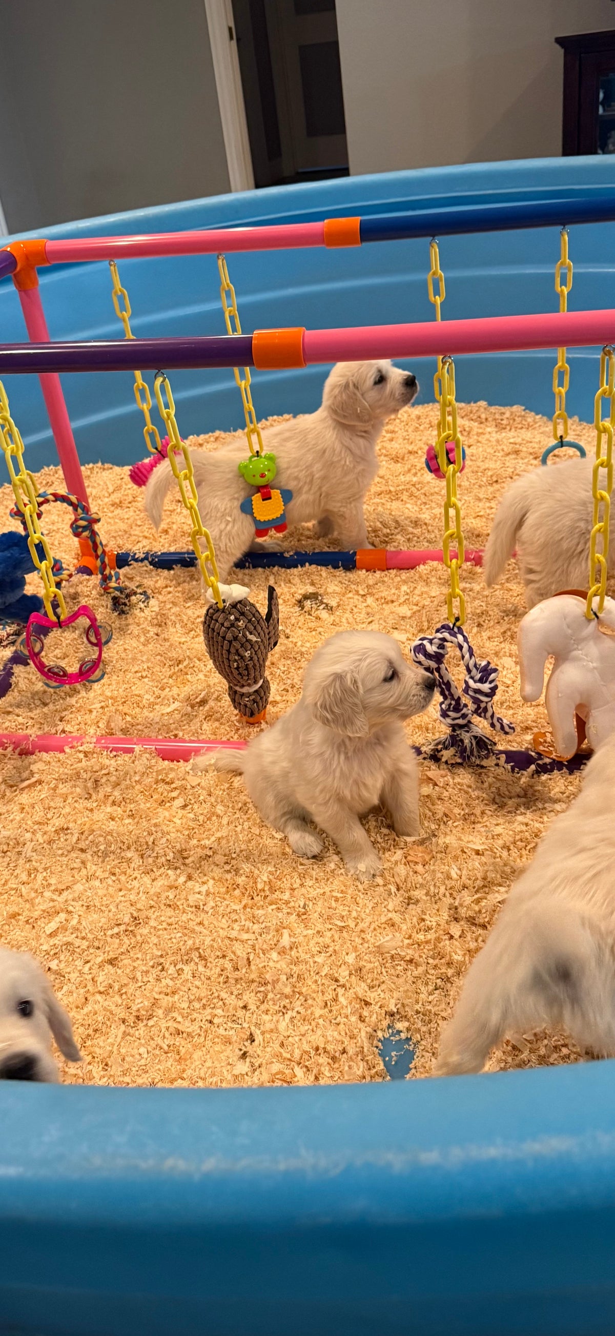 Medium Puppy Jungle