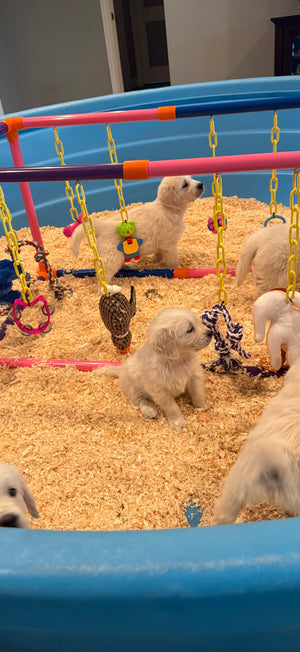 Medium Puppy Jungle