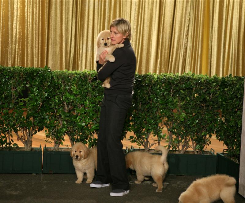 AAA Therapy Dogs Store
