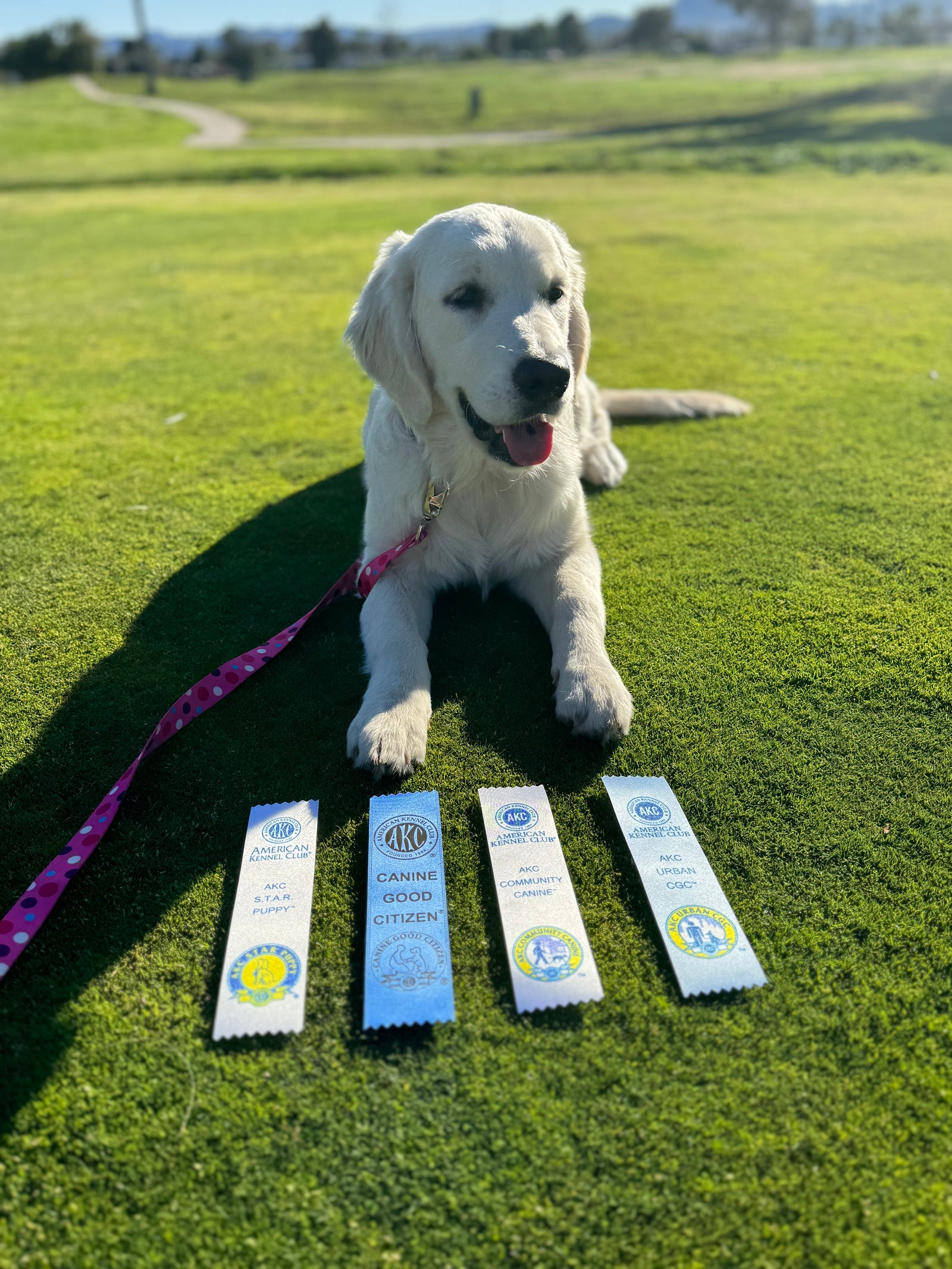 AAA Therapy Dogs Store
