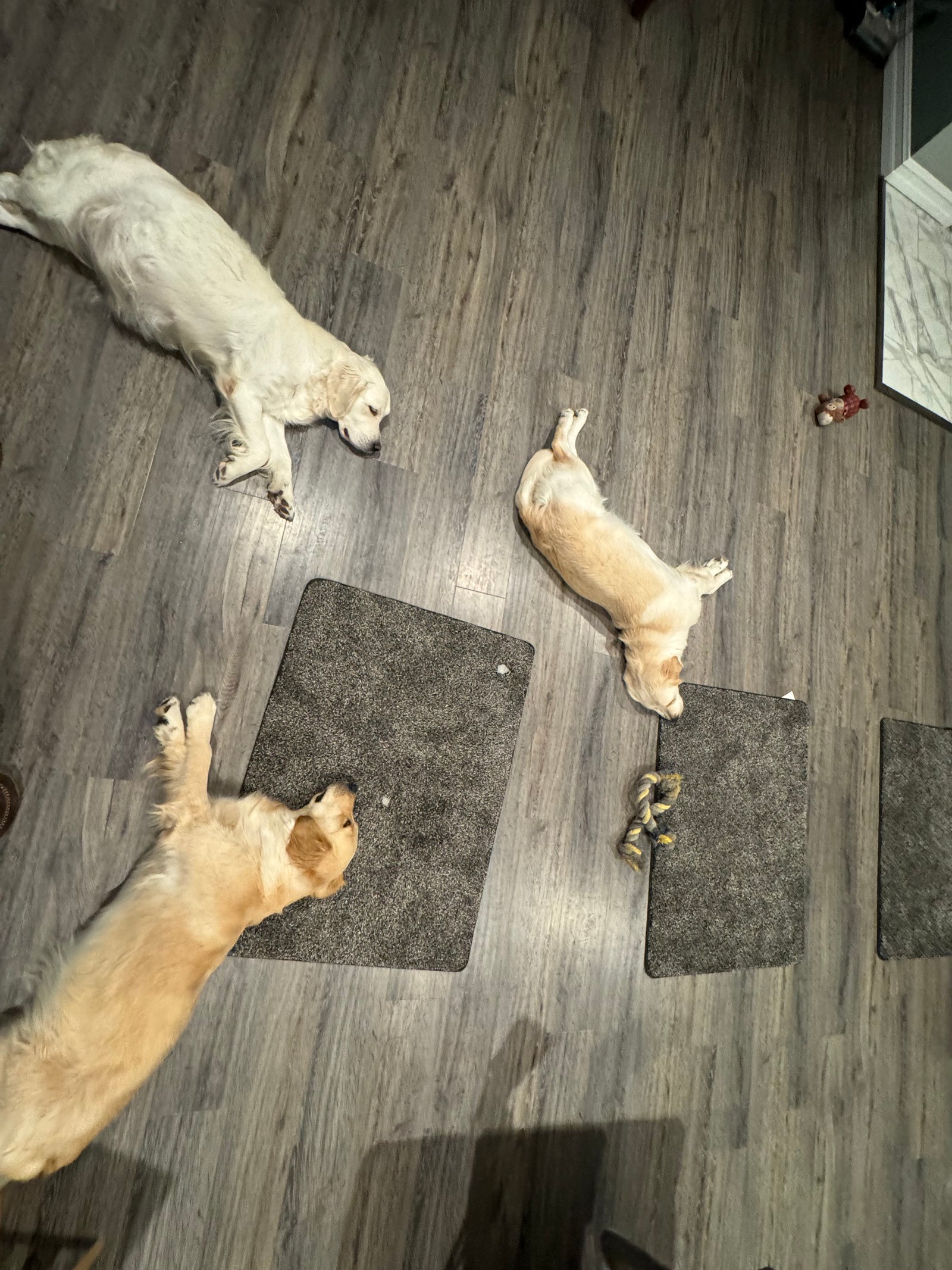 AAA Therapy Dogs Store
