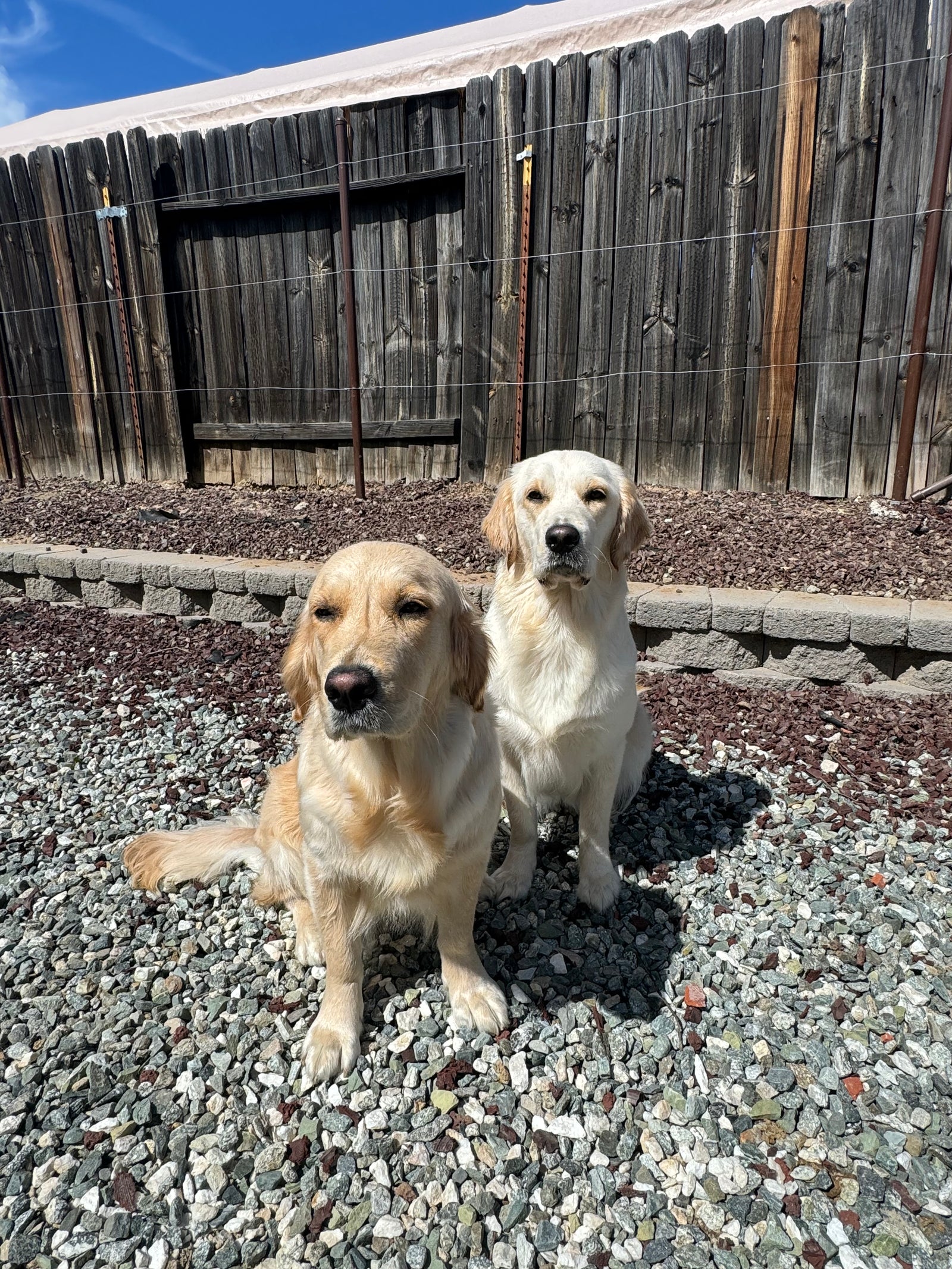 AAA Therapy Dogs Store
